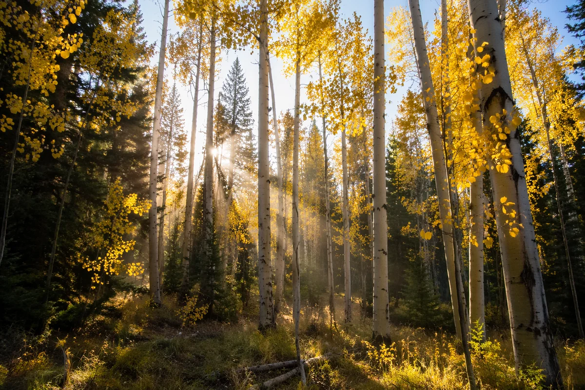Morning Sunbeams in Evergreen Aspen Forest