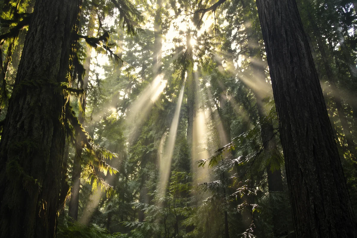 Morning Sunbeams Through Evergreen Forest Canopy