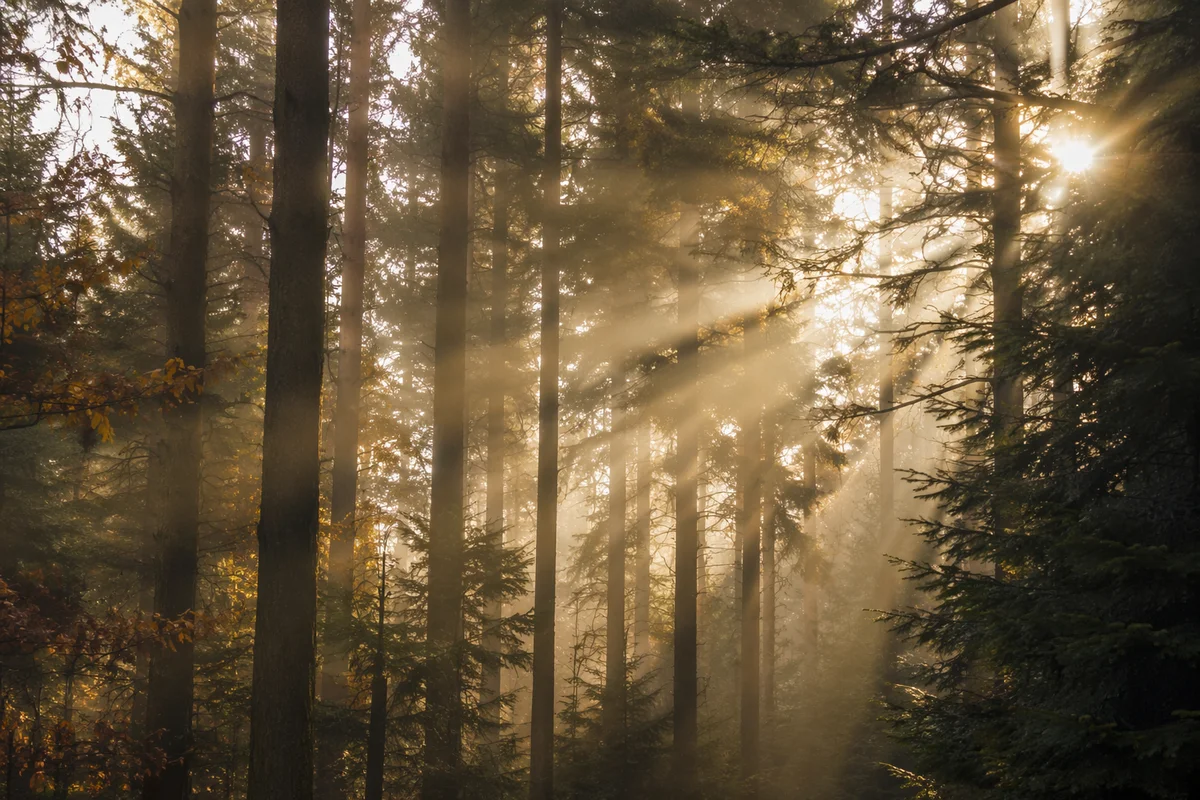 Golden Sunlight Through Evergreen Forest Canopy