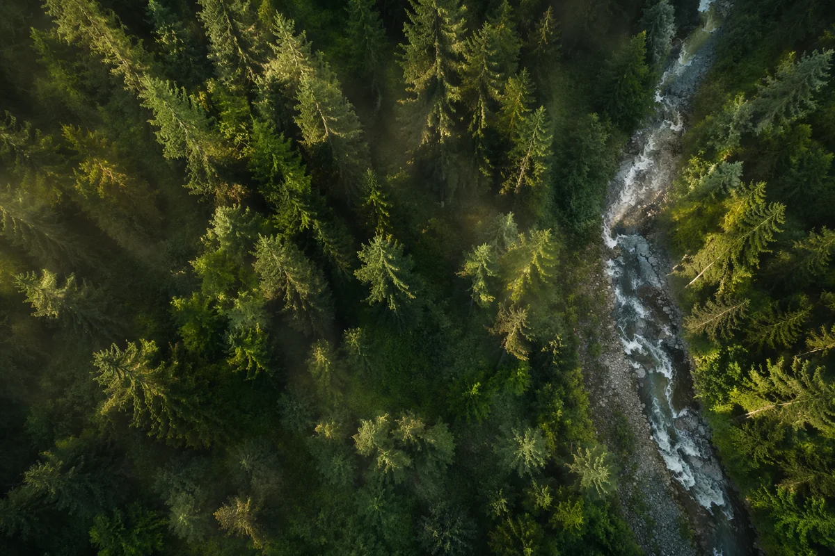 Sunlit Evergreen Rainforest Canopy From Above