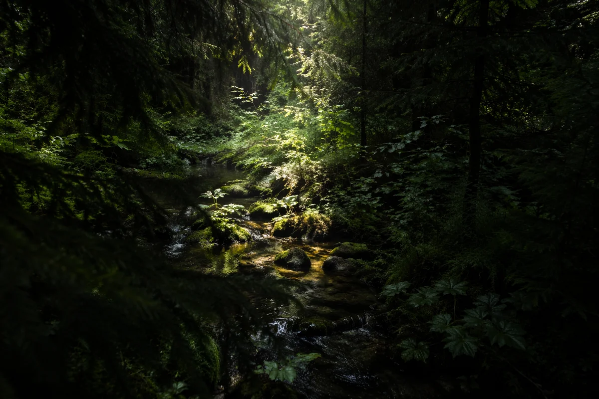 Sunlit Stream in Evergreen Forest