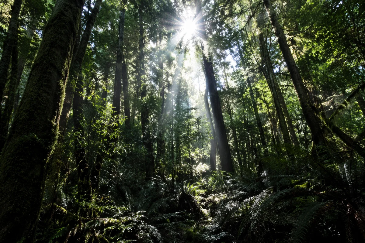 Sunlit Evergreen Forest Canopy Rays
