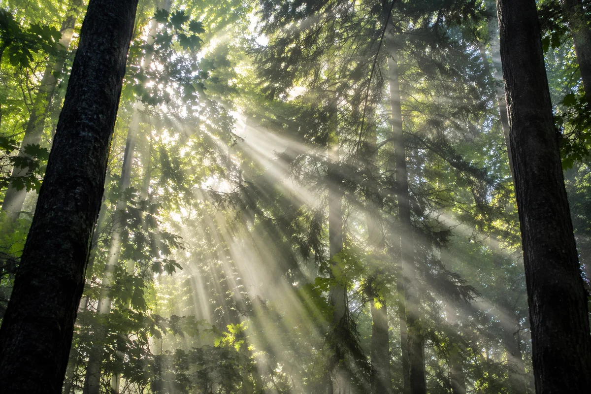 Morning Sunbeams Through Evergreen Forest Canopy