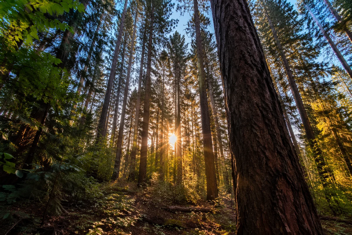 Golden Sunlight Through Evergreen Forest Canopy