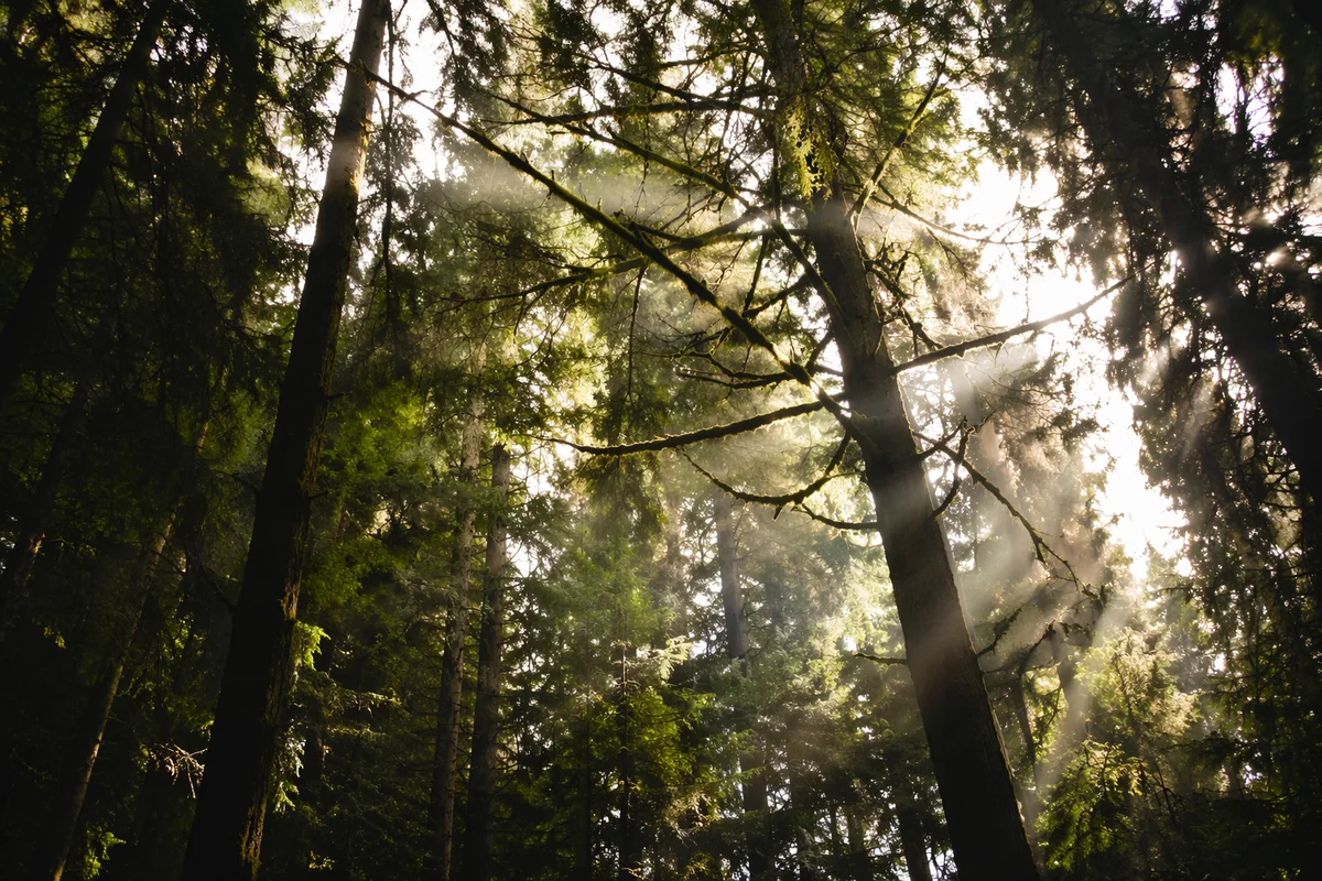 Sunlight Through Evergreen Forest Canopy