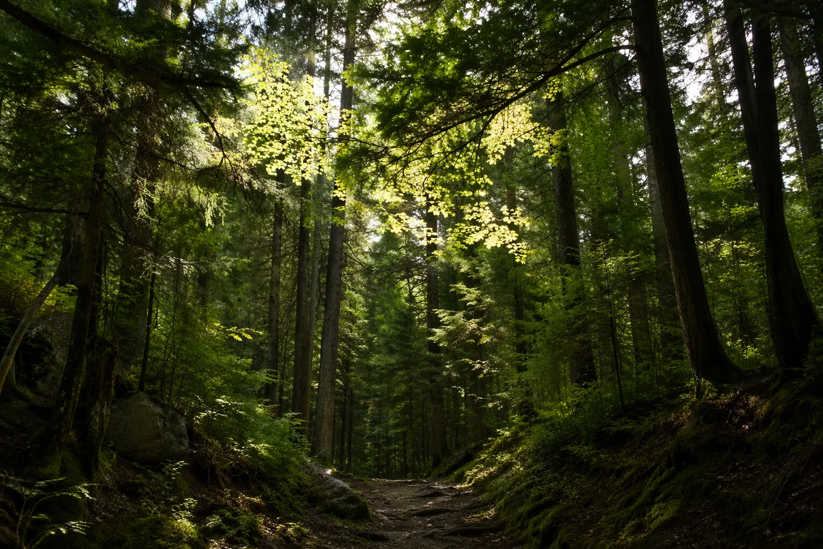 Sunlight Through Evergreen Forest Canopy