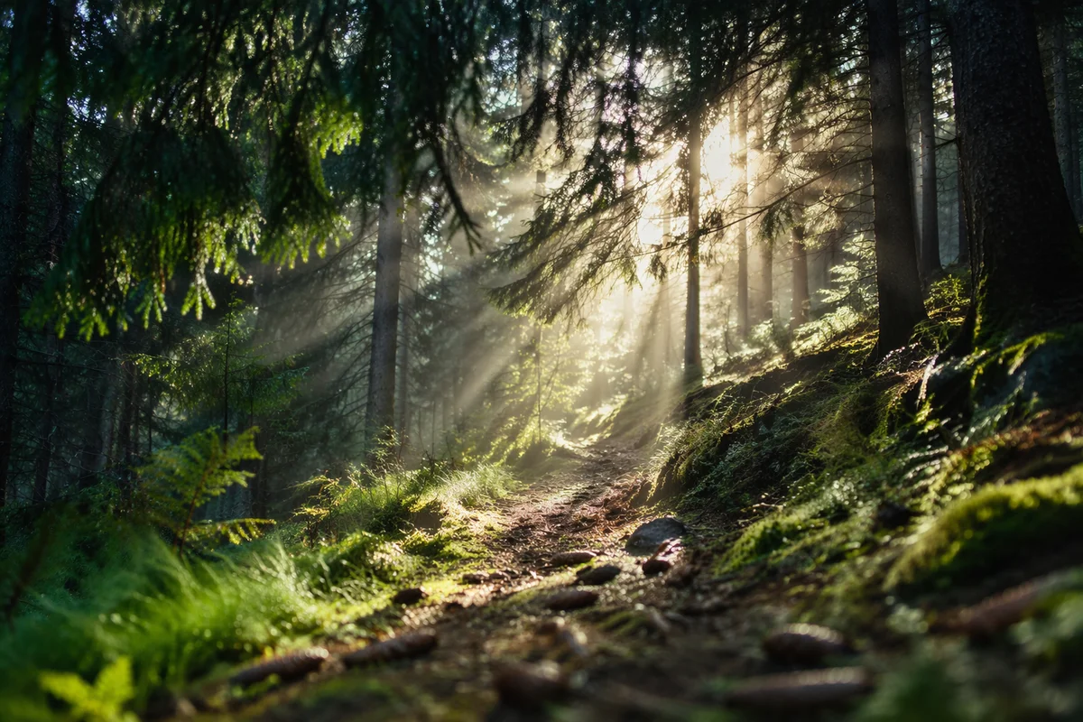 Sunlit Evergreen Forest Path at Dawn