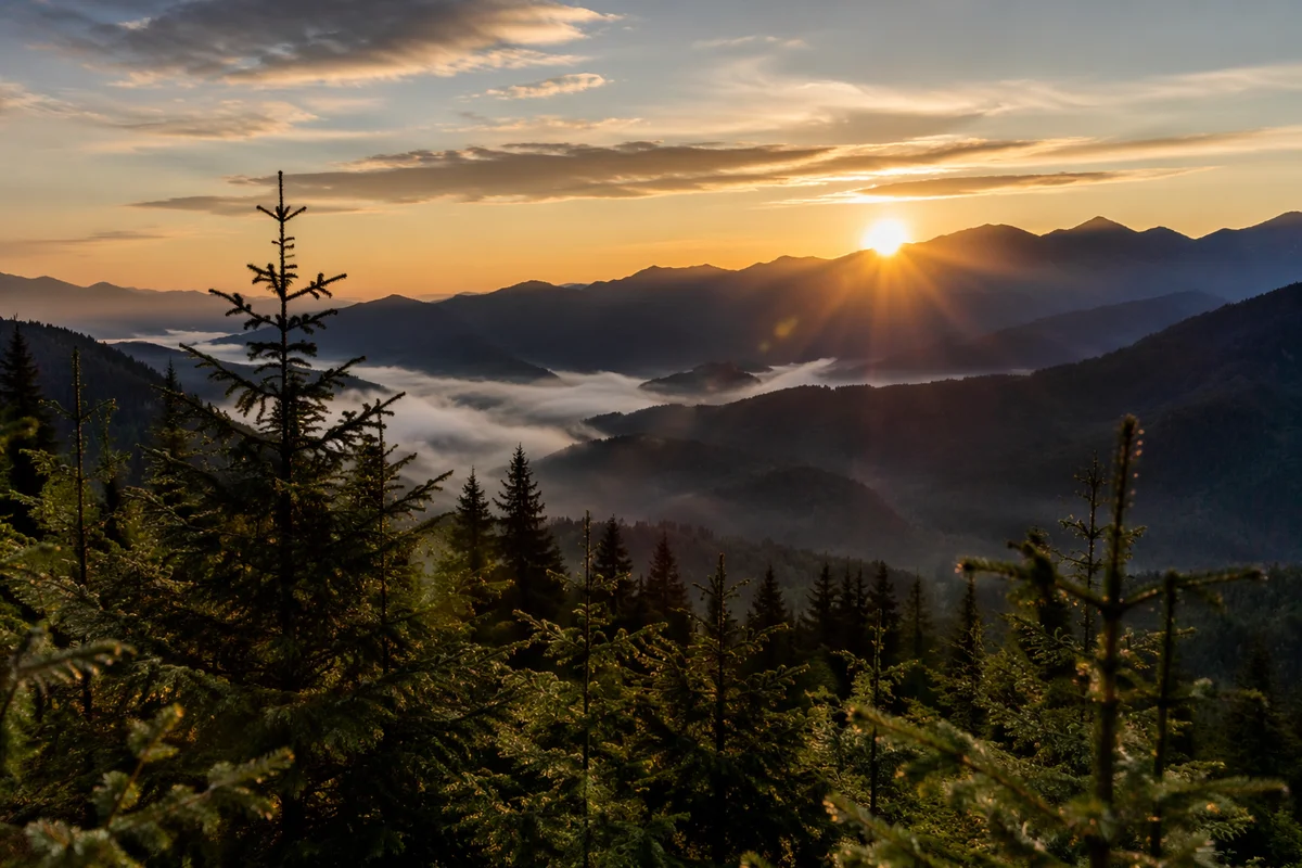 Golden Sunrise Over Evergreen Mountain Range