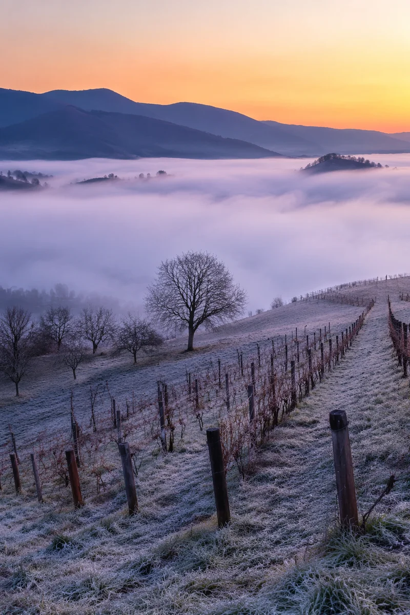 Misty Dawn Vineyard Rows on Hillside