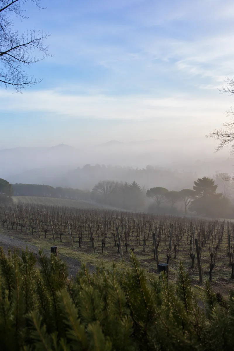 Misty Morning Vineyard Rows at Dawn