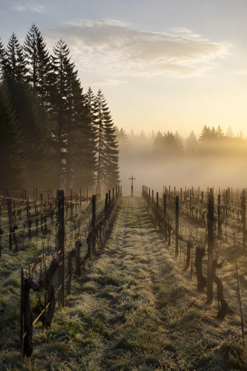 Morning Mist Vineyard with Wooden Cross