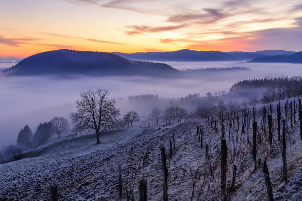 Misty Dawn Vineyard Hillside Landscape
