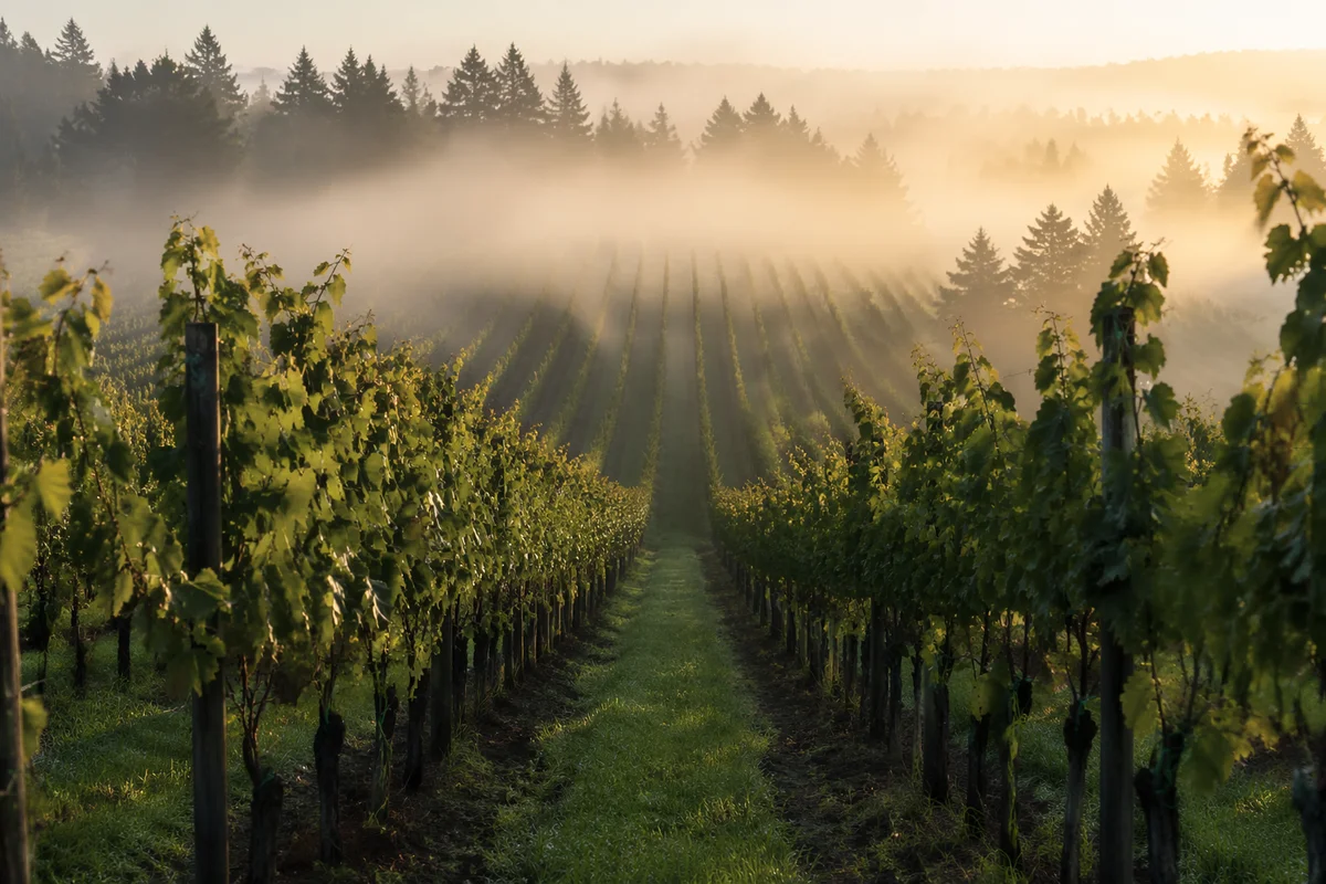 Morning Mist Vineyard Rows with Evergreens