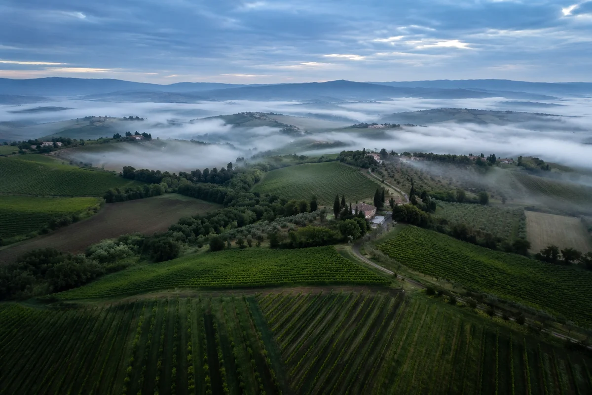 Morning Mist Over Evergreen Vineyard Rows