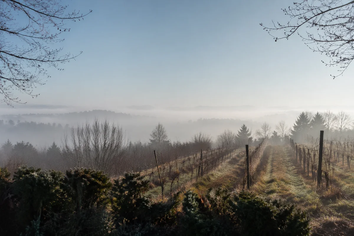 Morning Mist Over Evergreen Vineyard Rows