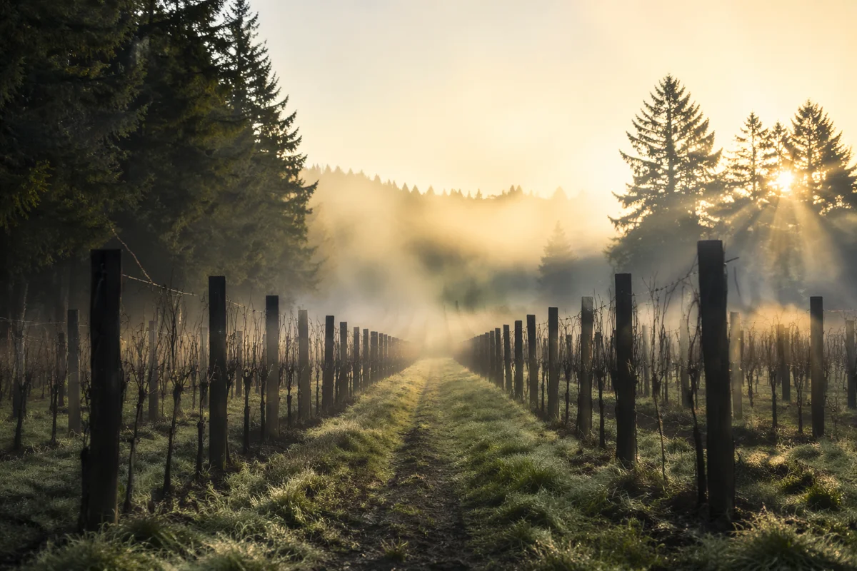 Morning Mist Over Evergreen Vineyard Rows