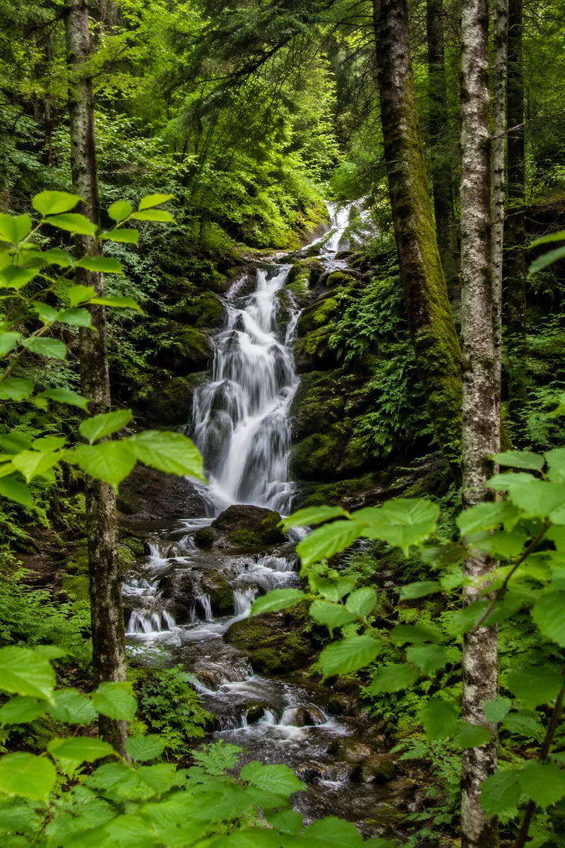 Hidden Waterfall in Lush Evergreen Forest