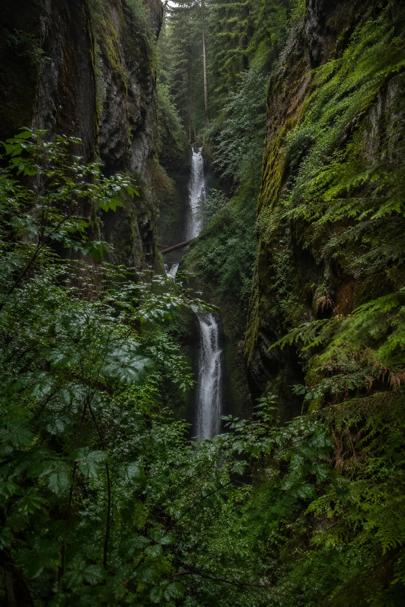 Secluded Evergreen Gorge Waterfall After Rain