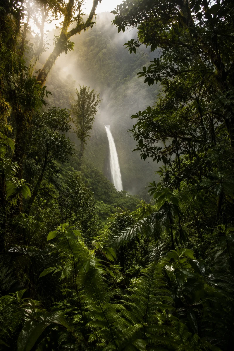 Misty Evergreen Rainforest Waterfall