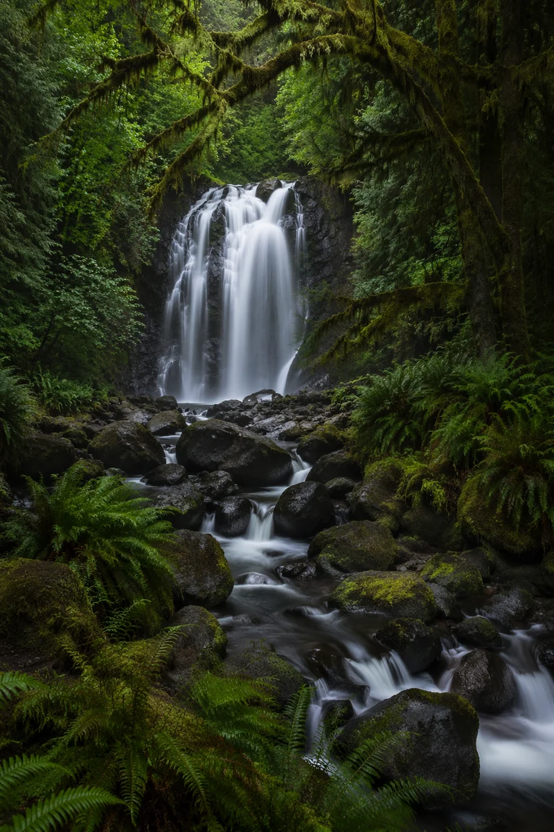Secluded Waterfall in Lush Evergreen Forest
