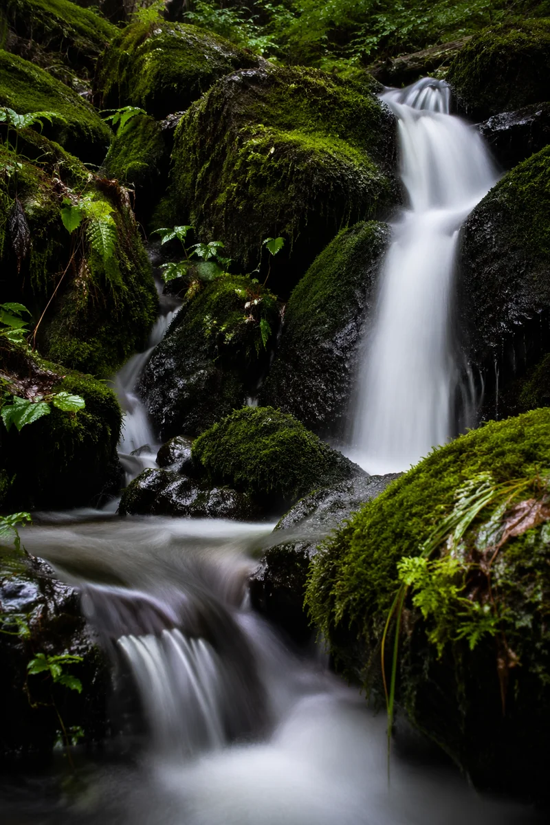 Evergreen Forest Waterfall with Emerald Moss