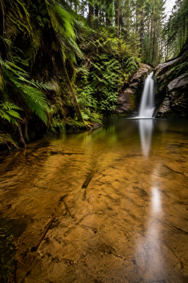 Evergreen Forest Waterfall and Peaceful Amber Pool