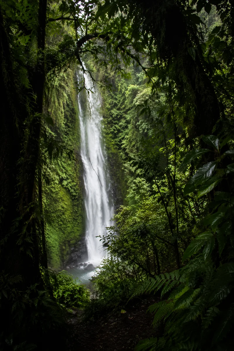 Secluded Waterfall in Evergreen Rainforest