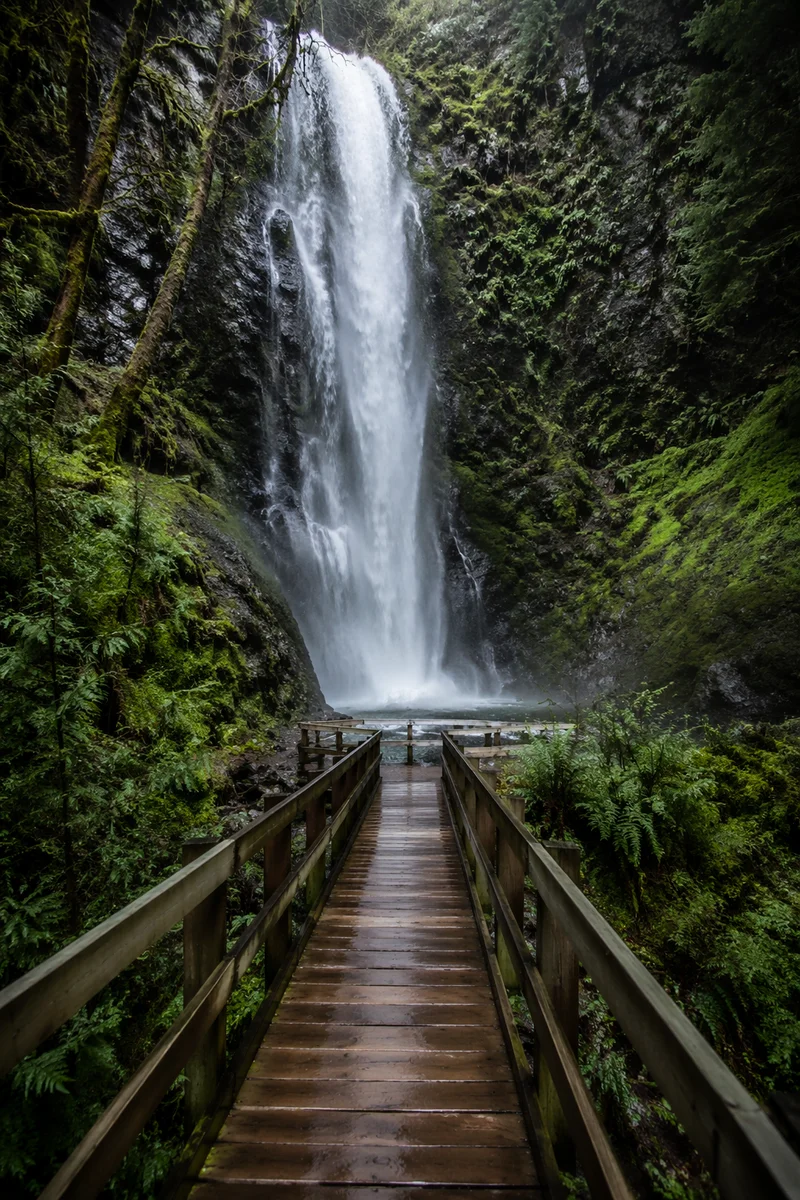 Evergreen Forest Waterfall with Misty Footbridge