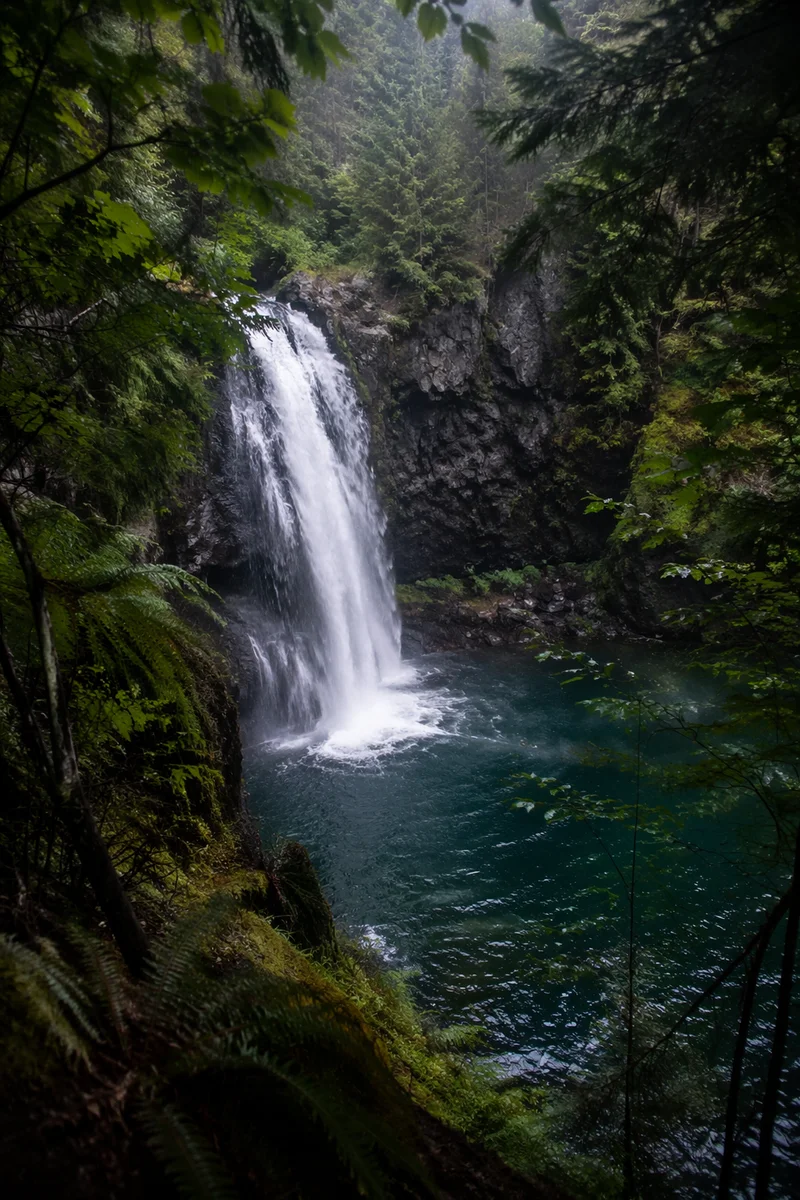 Secluded Evergreen Forest Waterfall Meditation