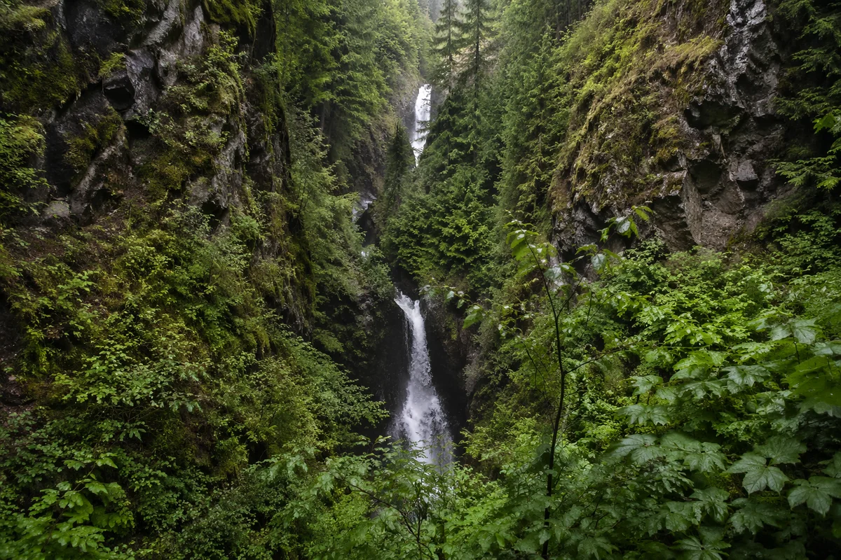 Secluded Waterfall in Evergreen Forest Gorge
