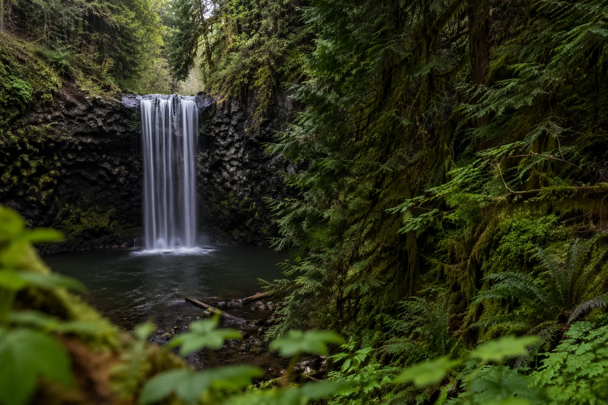 Secluded Evergreen Waterfall in Peaceful Forest
