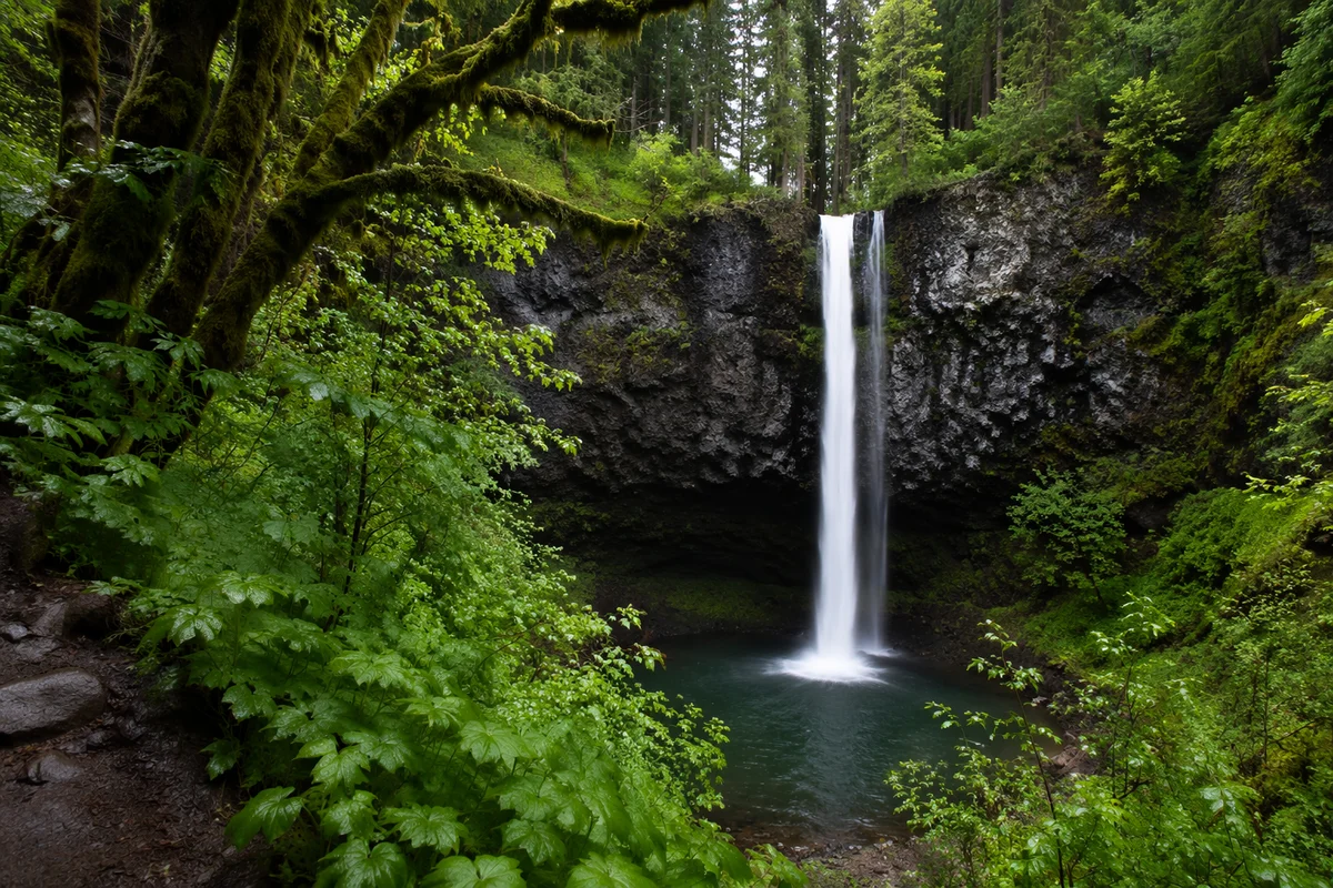 Evergreen Forest Waterfall in Quiet Reverence
