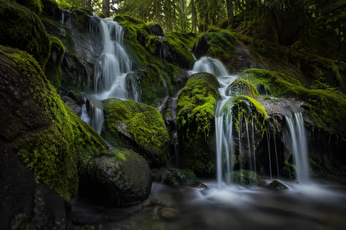 Mossy Evergreen Forest Waterfall Retreat