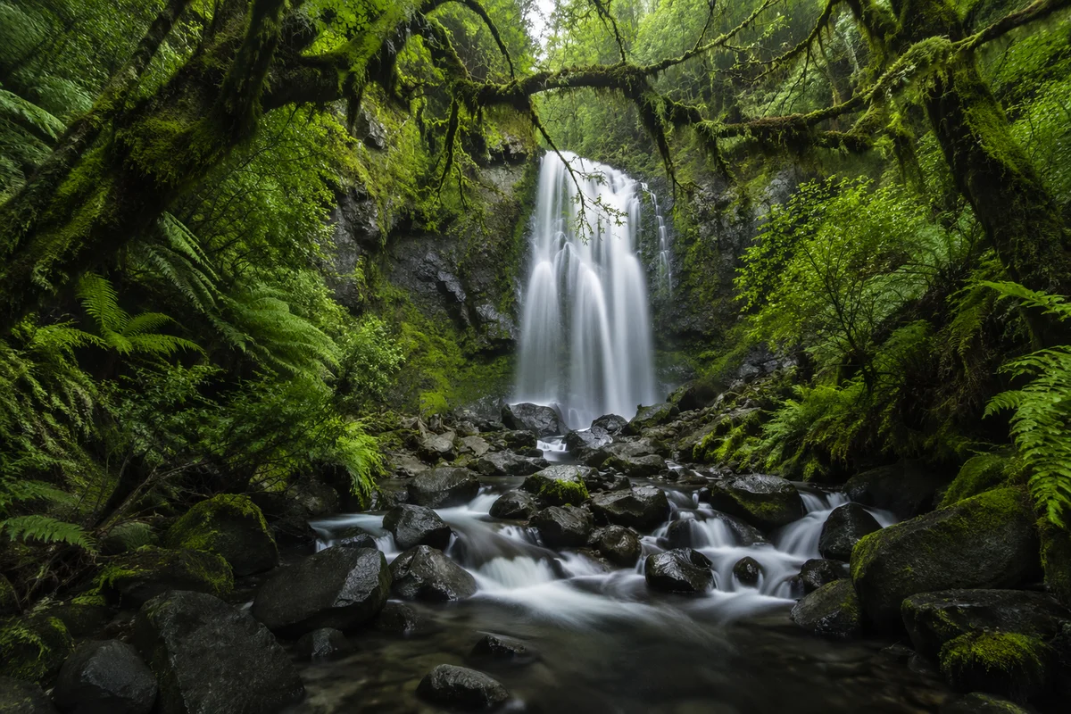 Secluded Waterfall in Evergreen Forest