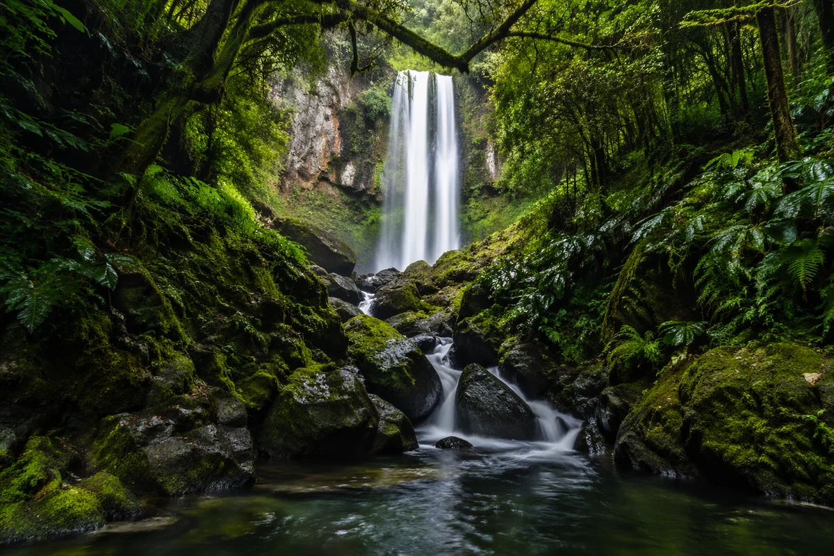 Secluded Evergreen Forest Waterfall