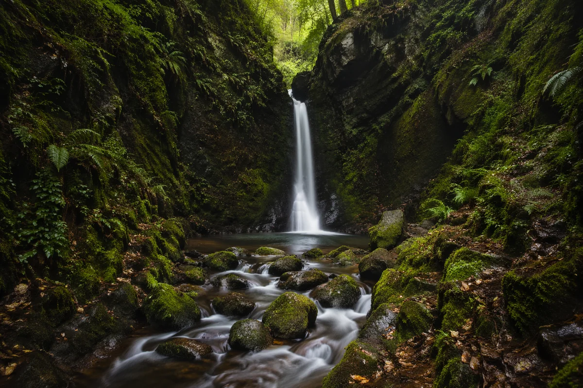 Hidden Evergreen Forest Waterfall Gorge