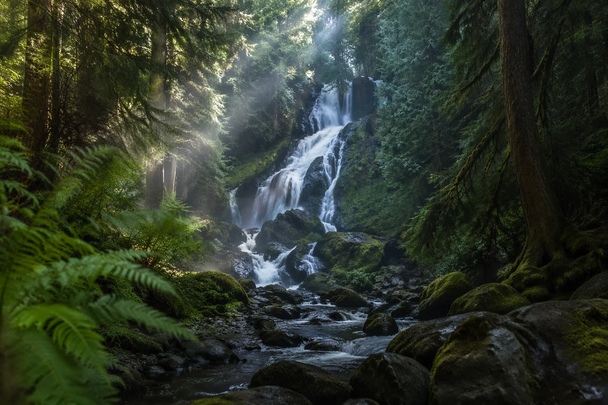 Secluded Waterfall in Lush Evergreen Forest