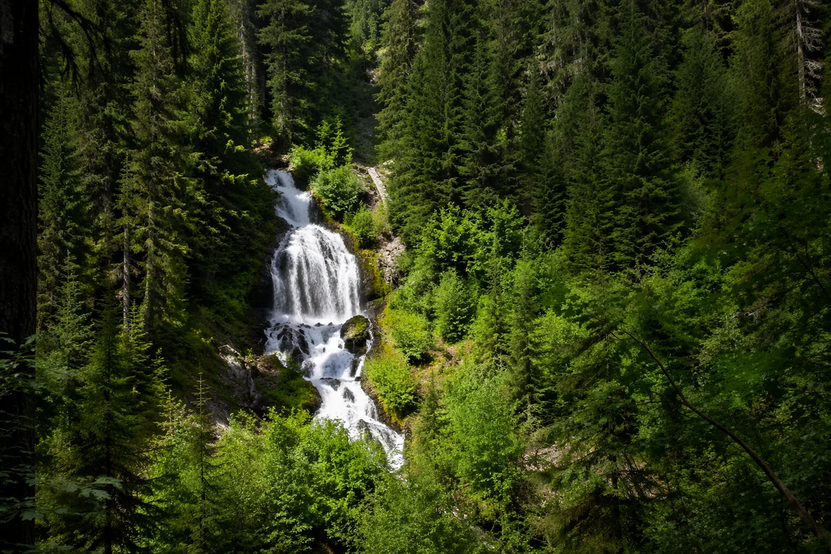 Secluded Waterfall in Lush Evergreen Forest