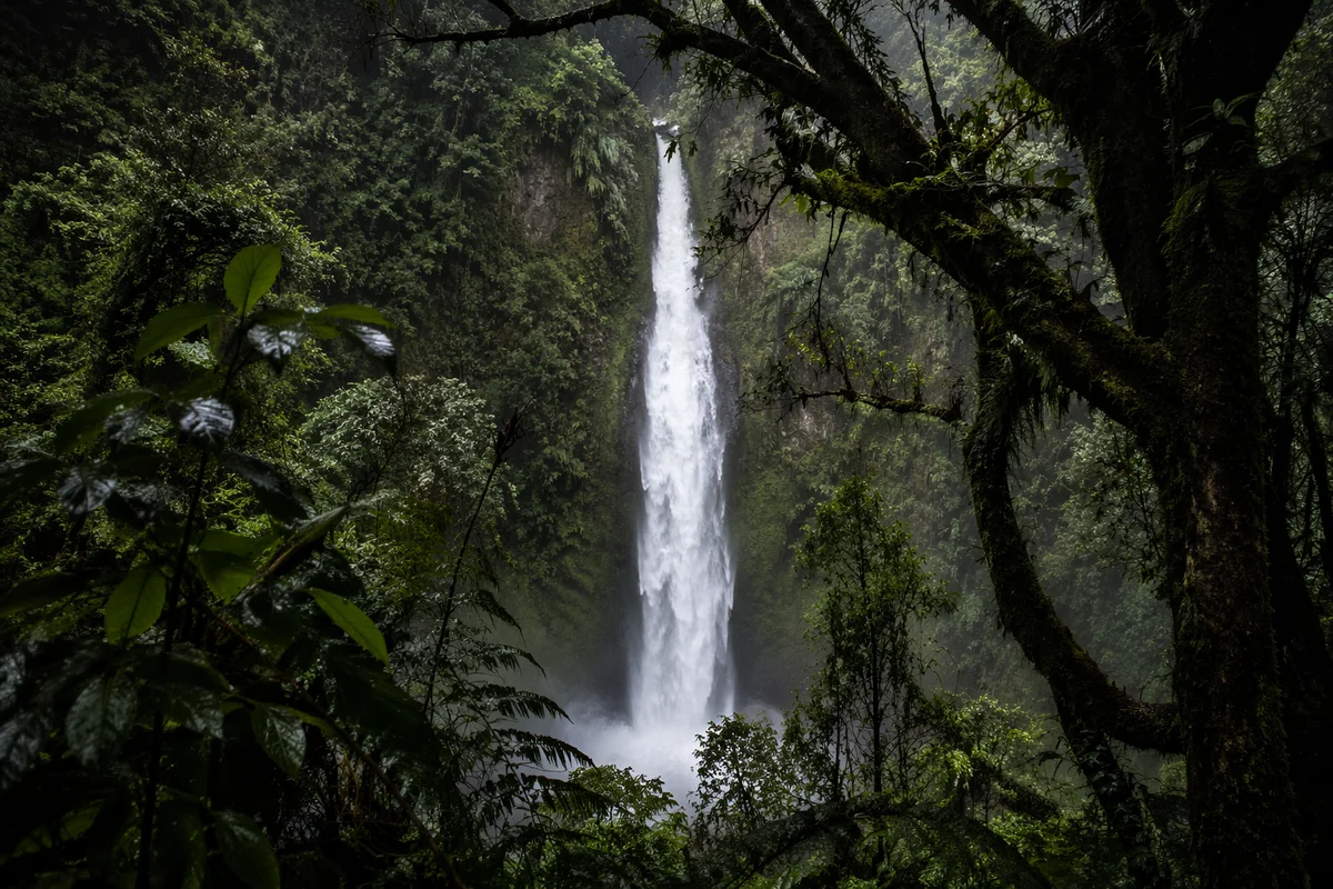 Secluded Waterfall in Evergreen Rainforest