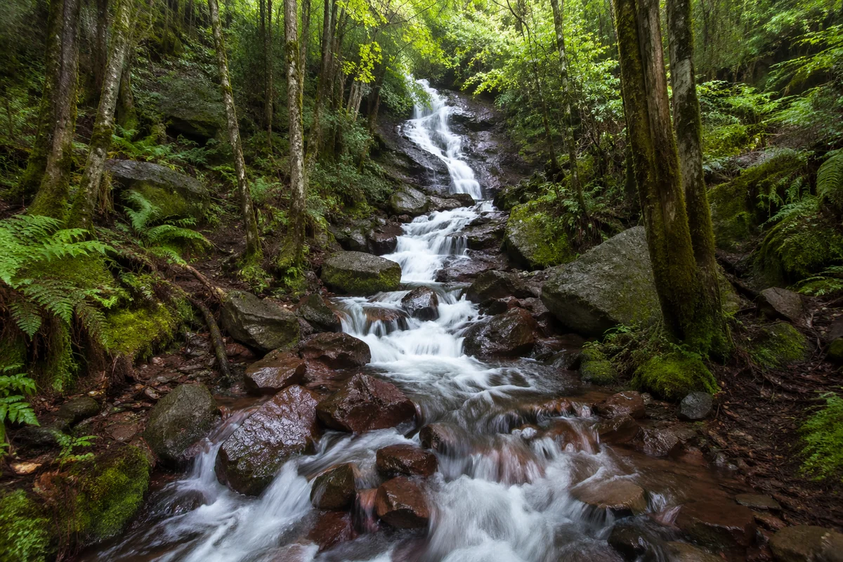 Peaceful Waterfall in Evergreen Forest