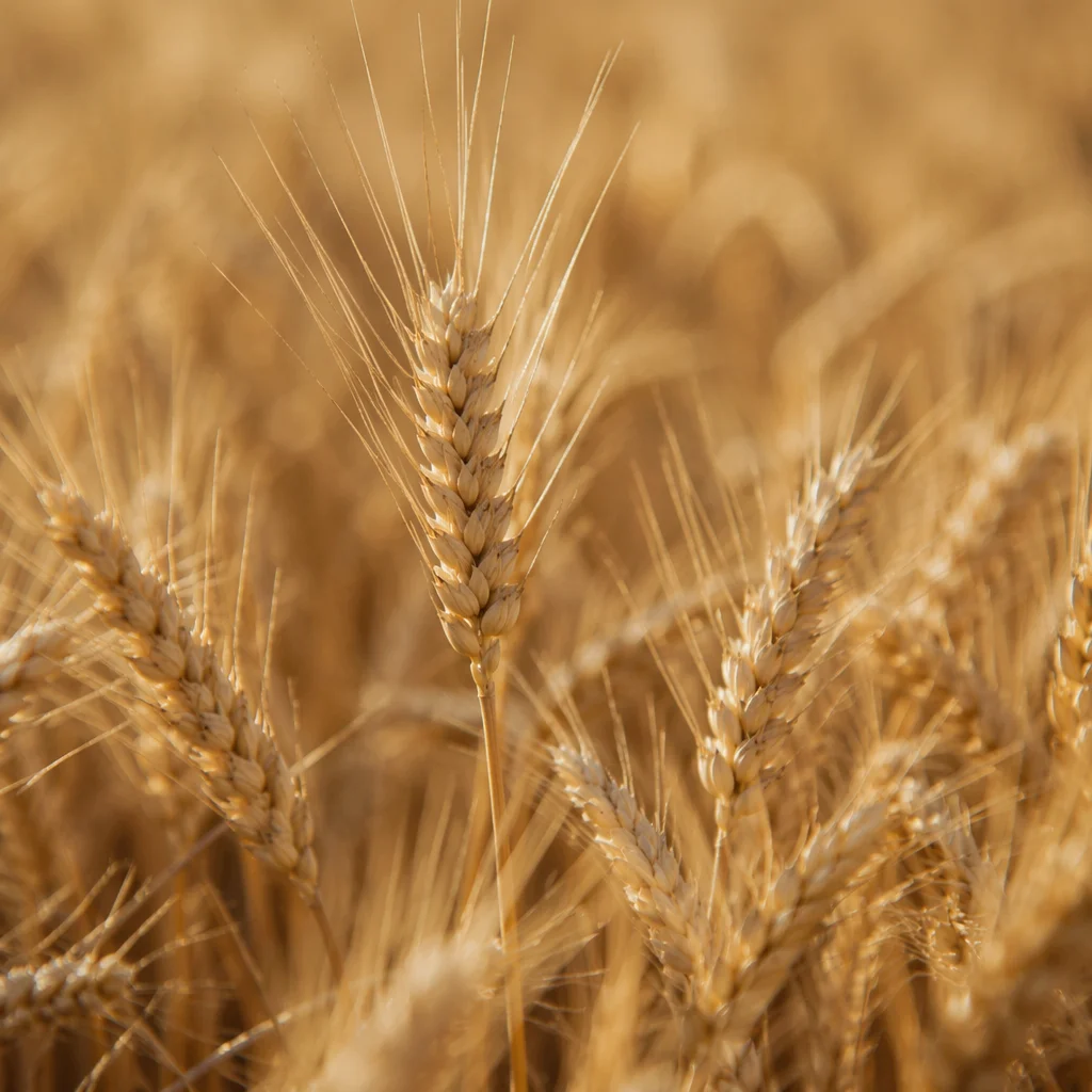 Golden Wheat Harvest in Warm Sunlight