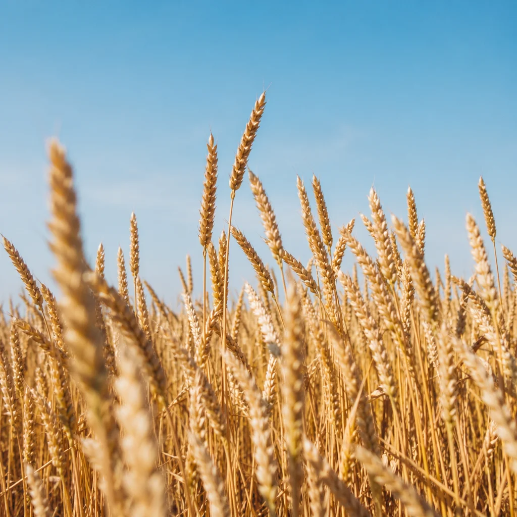 Golden Wheat Harvest Under Blue Sky