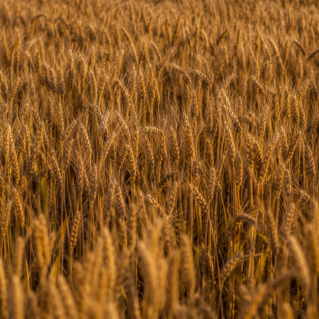 Golden Wheat Field in Warm Harvest Light