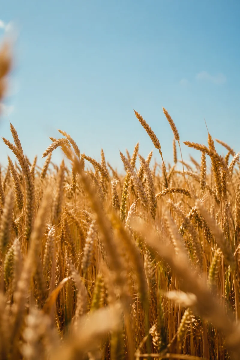 Golden Wheat Harvest Under Summer Sky