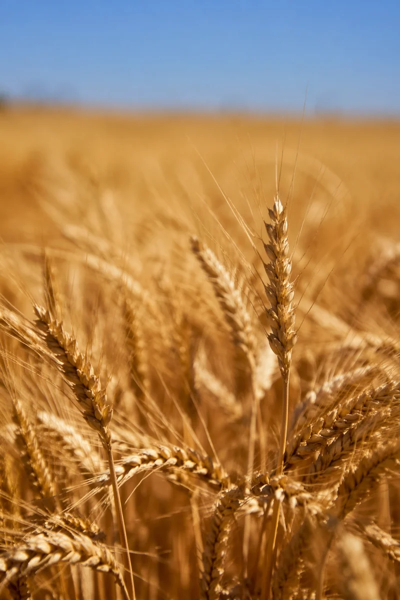 Golden Wheat Harvest in Summer Light