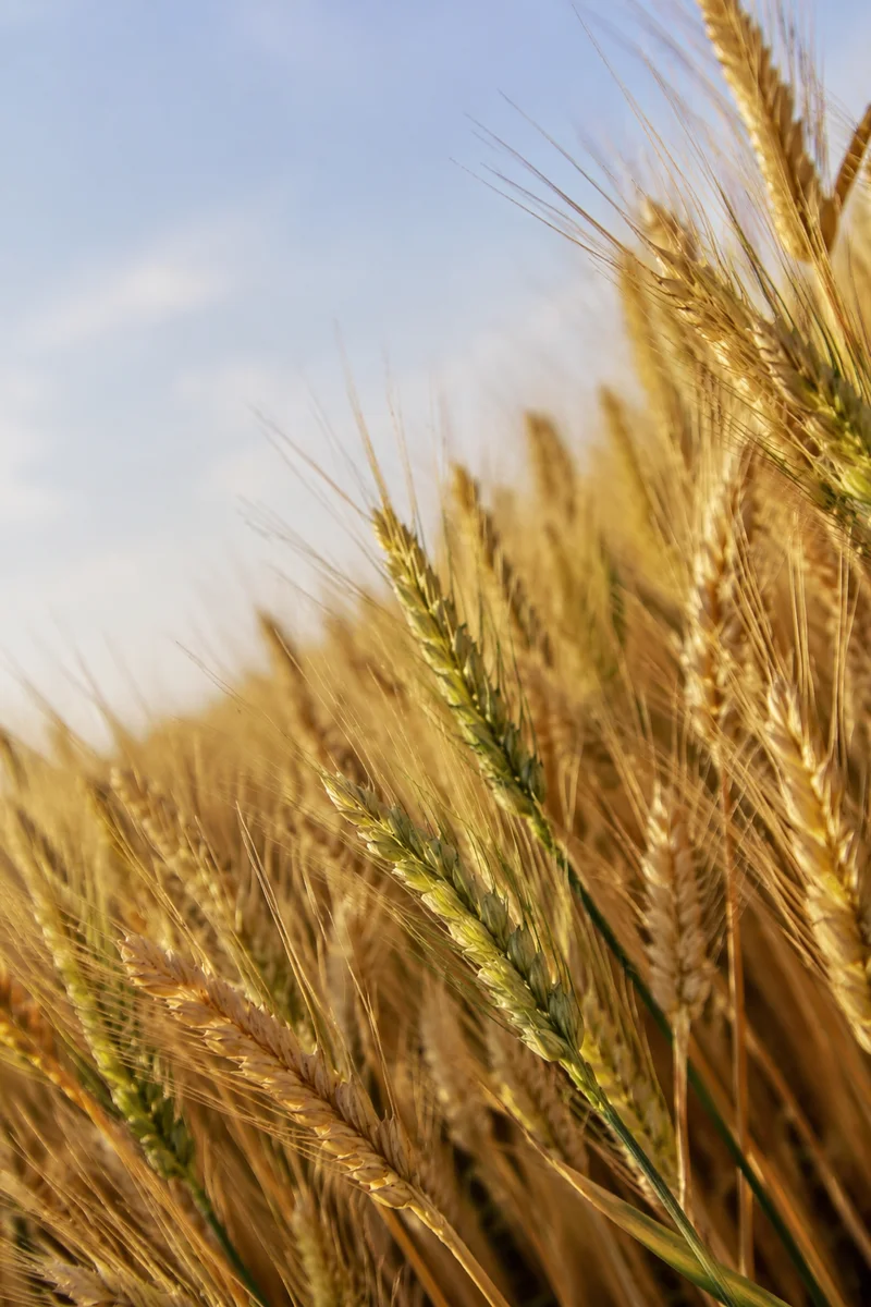 Golden Wheat Harvest with Evergreen Accents