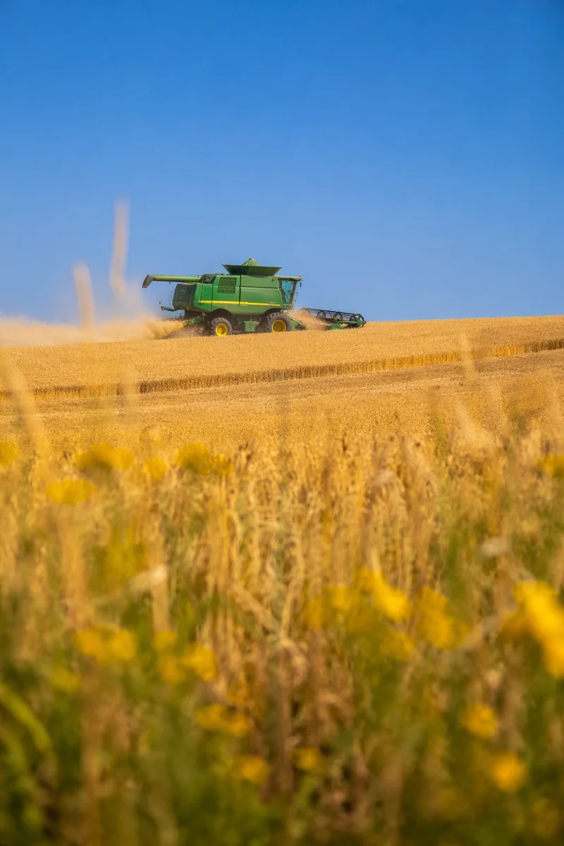 Golden Wheat Harvest With Green Combine