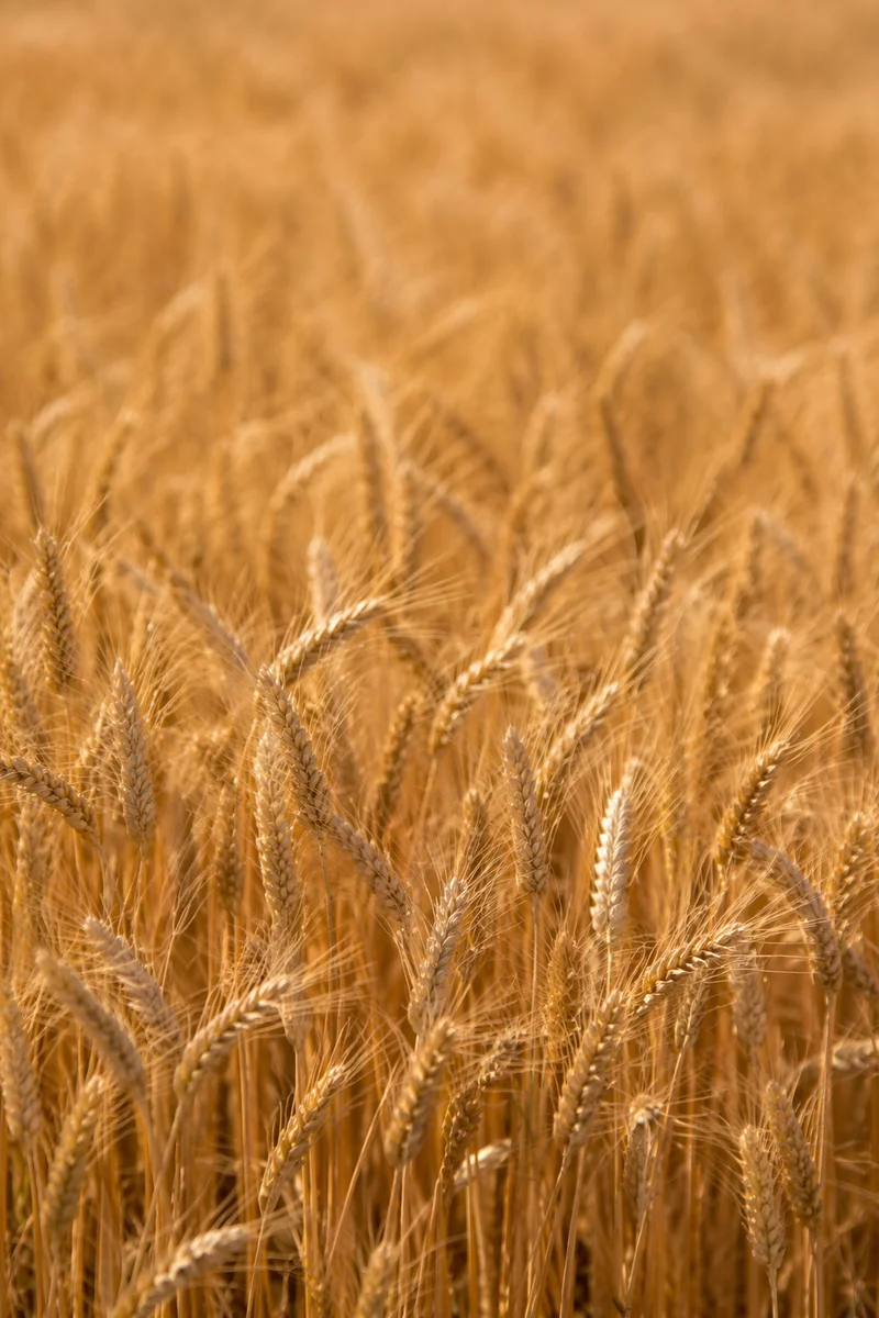 Golden Wheat Harvest Close Up
