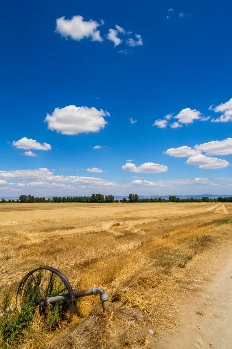 Golden Wheat Harvest Under Summer Sky