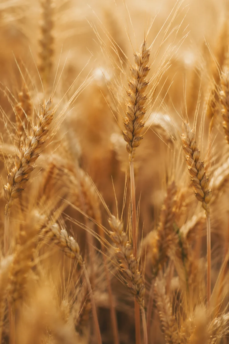 Golden Wheat Harvest in Warm Sunlight